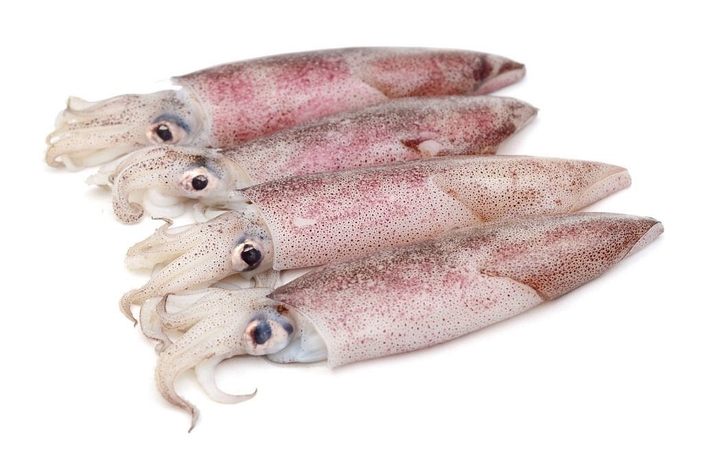 Patagonian squid whole round